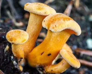 Narancssárga tölcsérgomba - Hygrophoropsis aurantiaca