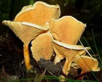 Narancssárga tölcsérgomba - Hygrophoropsis aurantiaca