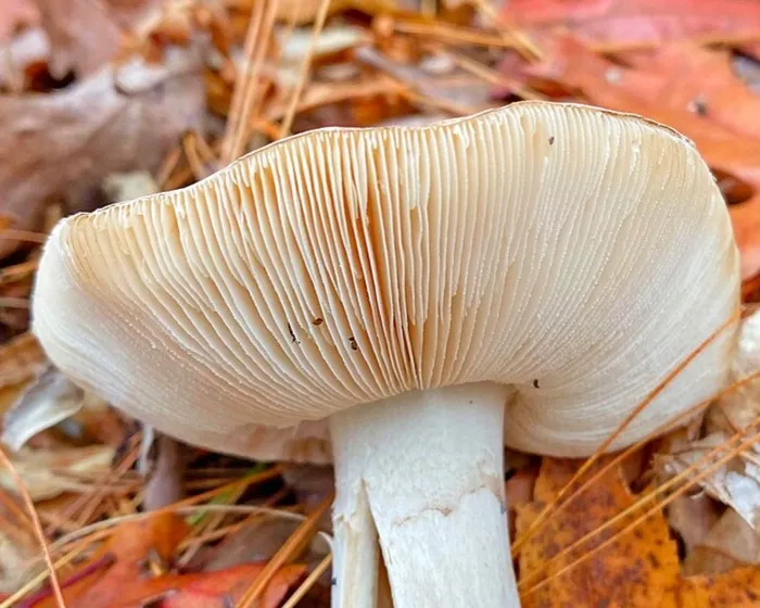 Gelber Knollenblätterpilz