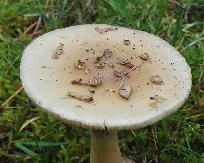 Gelber Knollenblätterpilz