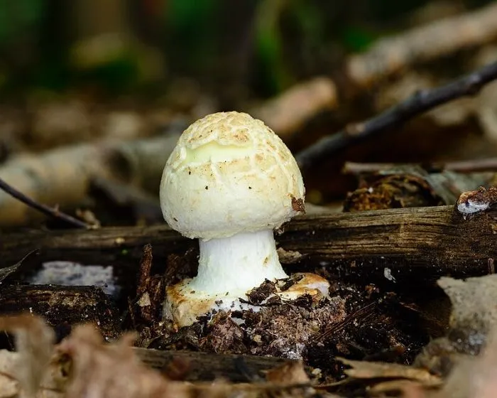 Gelber Knollenblätterpilz