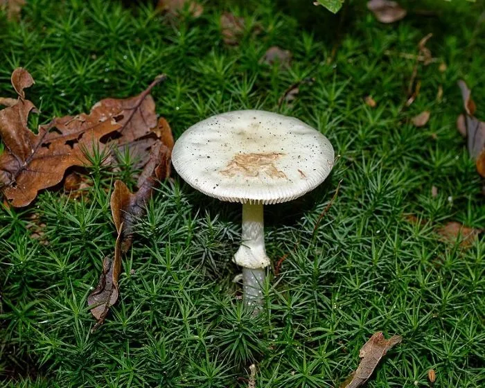 Gelber Knollenblätterpilz