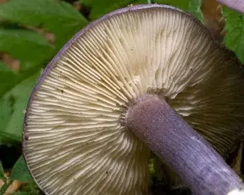 Ibolyás pereszke - Calocybe ionides
