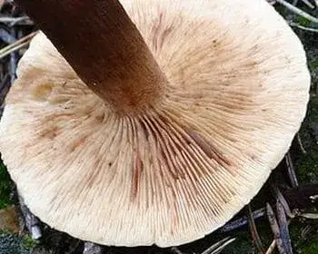 Angebrannter Ritterling - Tricholoma ustale