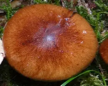 Angebrannter Ritterling - Tricholoma ustale