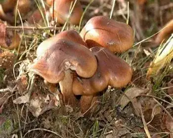 Angebrannter Ritterling - Tricholoma ustale