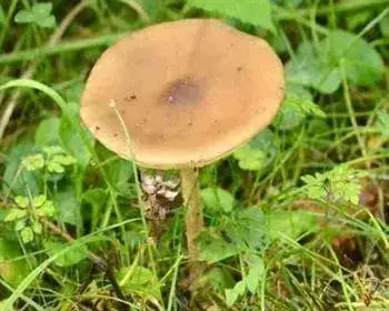 Verwechselbarer Weichritterling