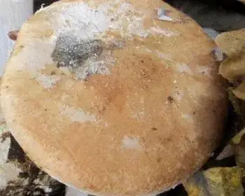 Gumós pereszke - Leucocortinarius bulbiger 