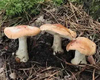 Gumós pereszke - Leucocortinarius bulbiger 