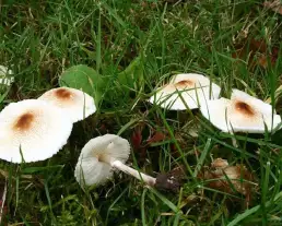 Büdös őzlábgomba
