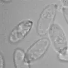 Spore image mushroom spore image