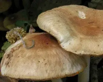 Fairy-tale Collybia - Gymnopus hariolorum