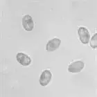 mushroom spore image