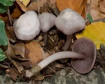 Black-edge Bonnet - Mycena pelianthina