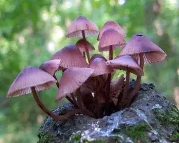 Blutender Helmling - Mycena haemotopus