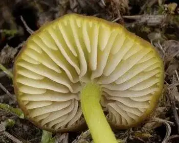 Greenish Pinkgill - Entoloma incanum