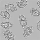 mushroom spore image
