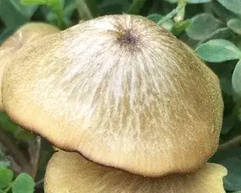 Greenish Pinkgill - Entoloma incanum