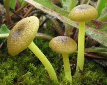 Greenish Pinkgill - Entoloma incanum