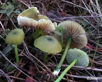 Greenish Pinkgill - Entoloma incanum