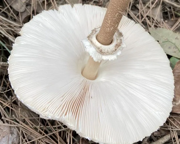 Riesenschirmling - Macrolepiota procera