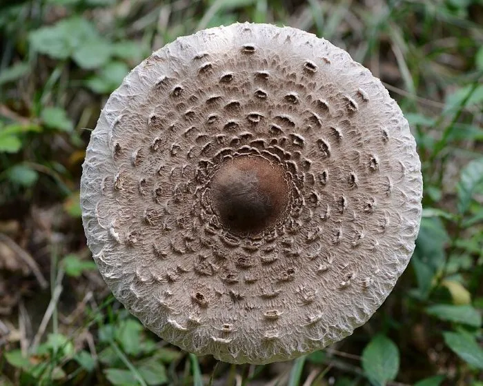 Riesenschirmling - Macrolepiota procera