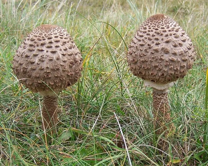 Riesenschirmling - Macrolepiota procera