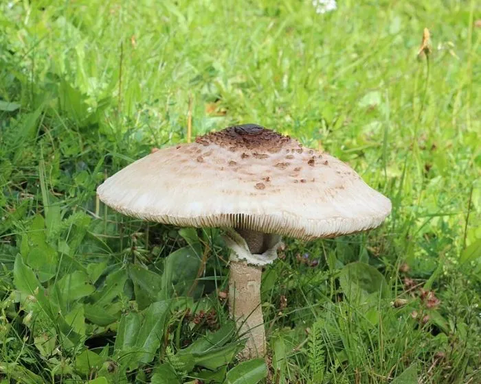 Riesenschirmling - Macrolepiota procera