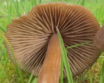 Frühlings-Rötling - Entoloma vernum