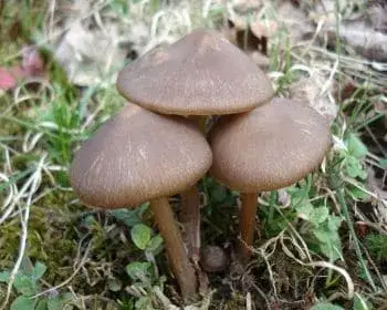 Frühlings-Rötling - Entoloma vernum