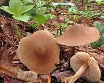 Frühlings-Rötling - Entoloma vernum