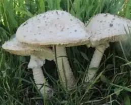Őzlábgalóca