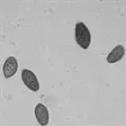 mushroom spore image