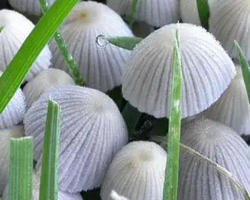Fairy Inkcap - Coprinellus disseminatus