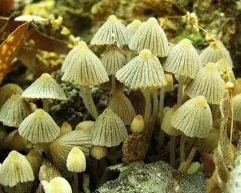 Fairy Inkcap - Coprinellus disseminatus