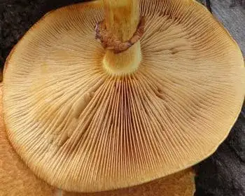 Juno-Flämmling - Gymnopilus junonius