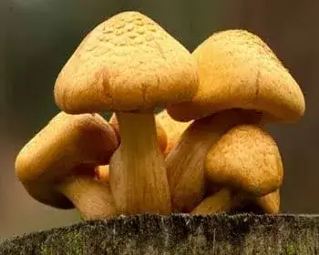 Juno-Flämmling - Gymnopilus junonius