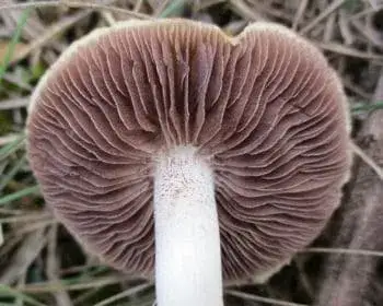 Gelbspitziger Träuschling - Stropharia coronilla