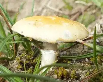 Gelbspitziger Träuschling - Stropharia coronilla