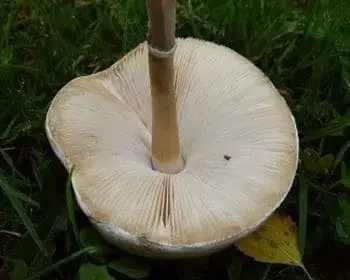 Agrocybe praecox - Agrocybe dura