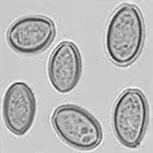 mushroom spore image