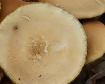 Agrocybe praecox - Agrocybe dura