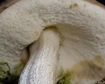 Birken-Rauhfußröhrling - Leccinum scabrum