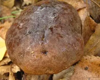 Birken-Rauhfußröhrling - Leccinum scabrum