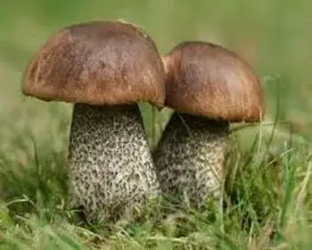 Birken-Rauhfußröhrling - Leccinum scabrum