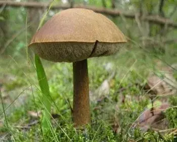 Birken-Rauhfußröhrling - Leccinum scabrum