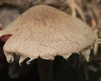 Vöröslemezű őzlábgomba - Melanophyllum haematospermum 