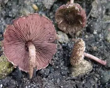 Vöröslemezű őzlábgomba - Melanophyllum haematospermum 