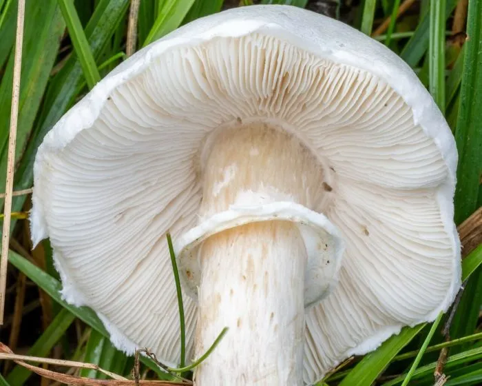 Fehér tarlógomba - Leucoagaricus leucothites