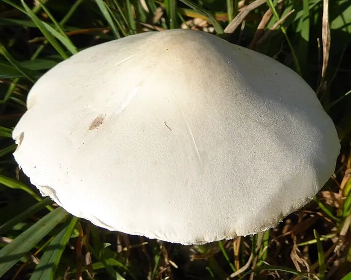Fehér tarlógomba - Leucoagaricus leucothites